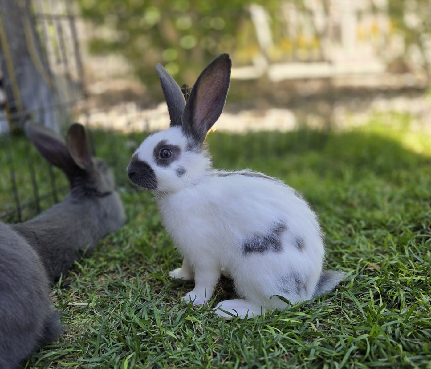 Checkered Giant Rhinelander cross Bunny Rabbits