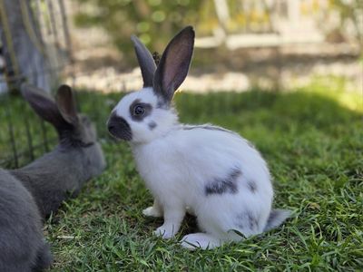 Checkered Giant Rhinelander cross Bunny Rabbits