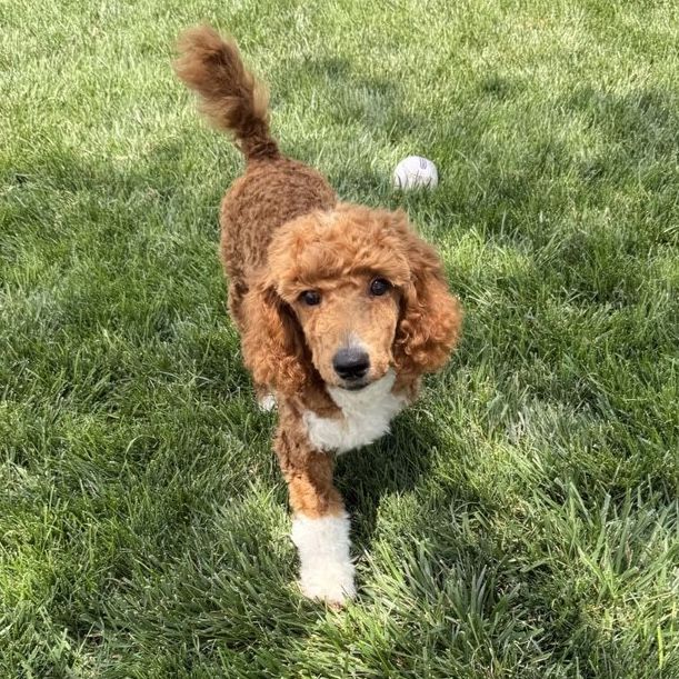 Poodle puppies