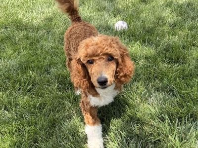 Poodle puppies