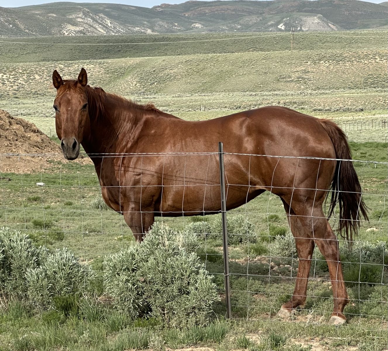 Nu Cash Bond Daughter Broodmare