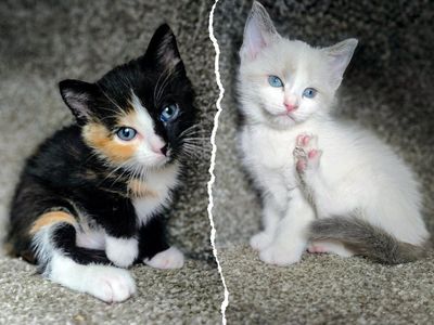 2 Unique Female Kittens.