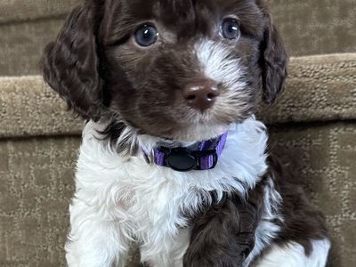 Brittnepoo Puppies (American Brittany x Poodle) | Under 20 lbs Full Grown | Family Raised