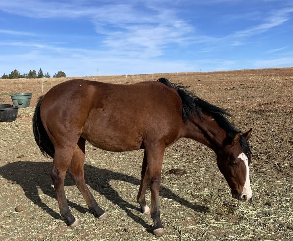 2024 bay filly- Leo, King, Doc Bar, Jody Fairfax