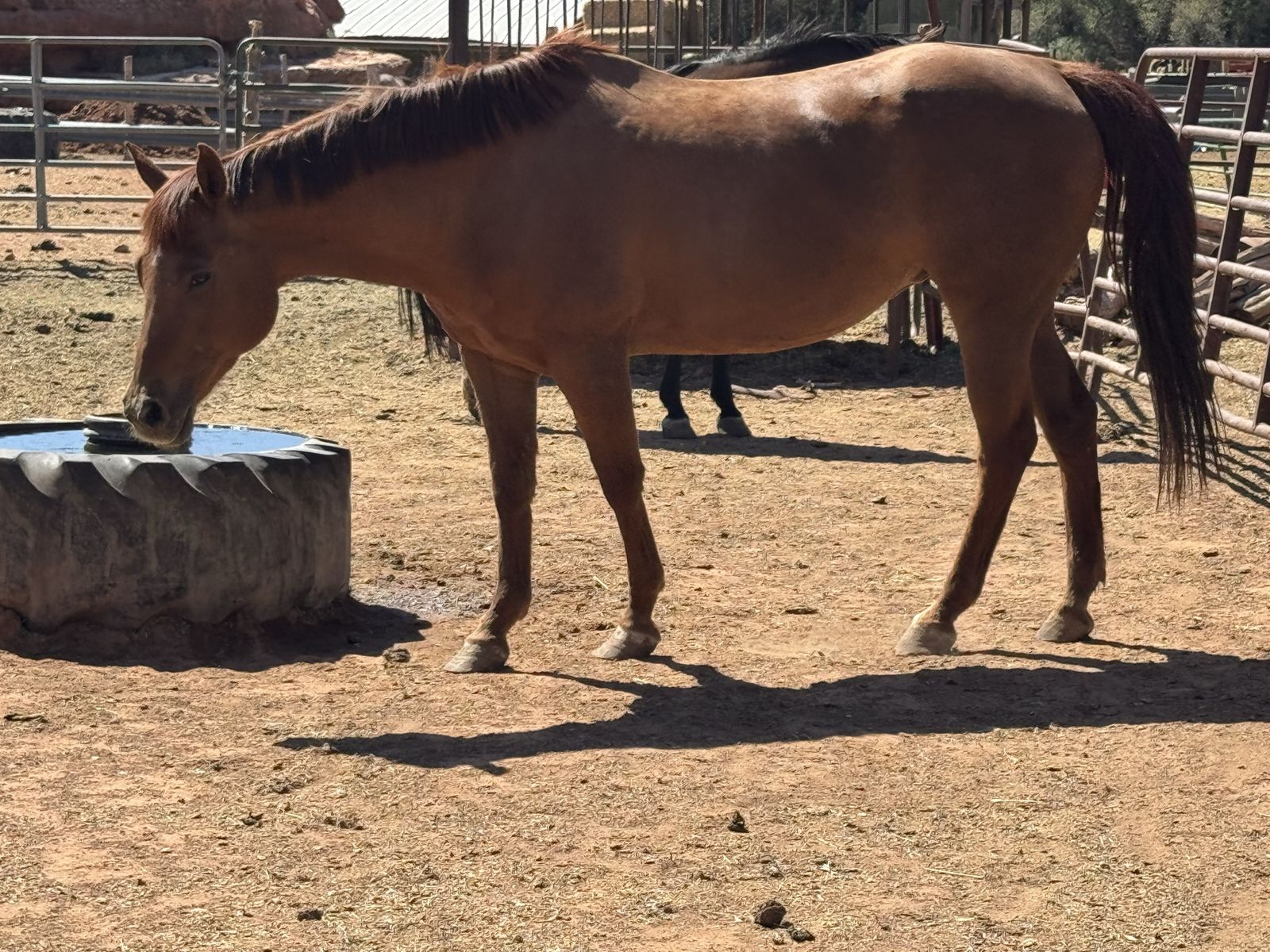 15-18yr mare