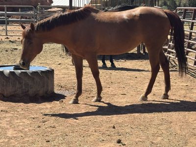 15-18yr mare