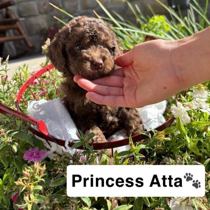 Toy Teddy Bear Bernedoodle Puppies * Goldendoodle * Berne Doodle * Bernese Mountain Dog * Golden Doodle * Poodle