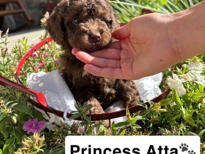 Toy Teddy Bear Bernedoodle Puppies * Goldendoodle * Berne Doodle * Bernese Mountain Dog * Golden Doodle * Poodle