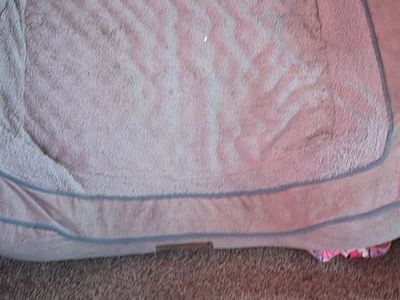 Used Pet Accessories: Crate, Bed, and Bowls - Essential Starter Kit