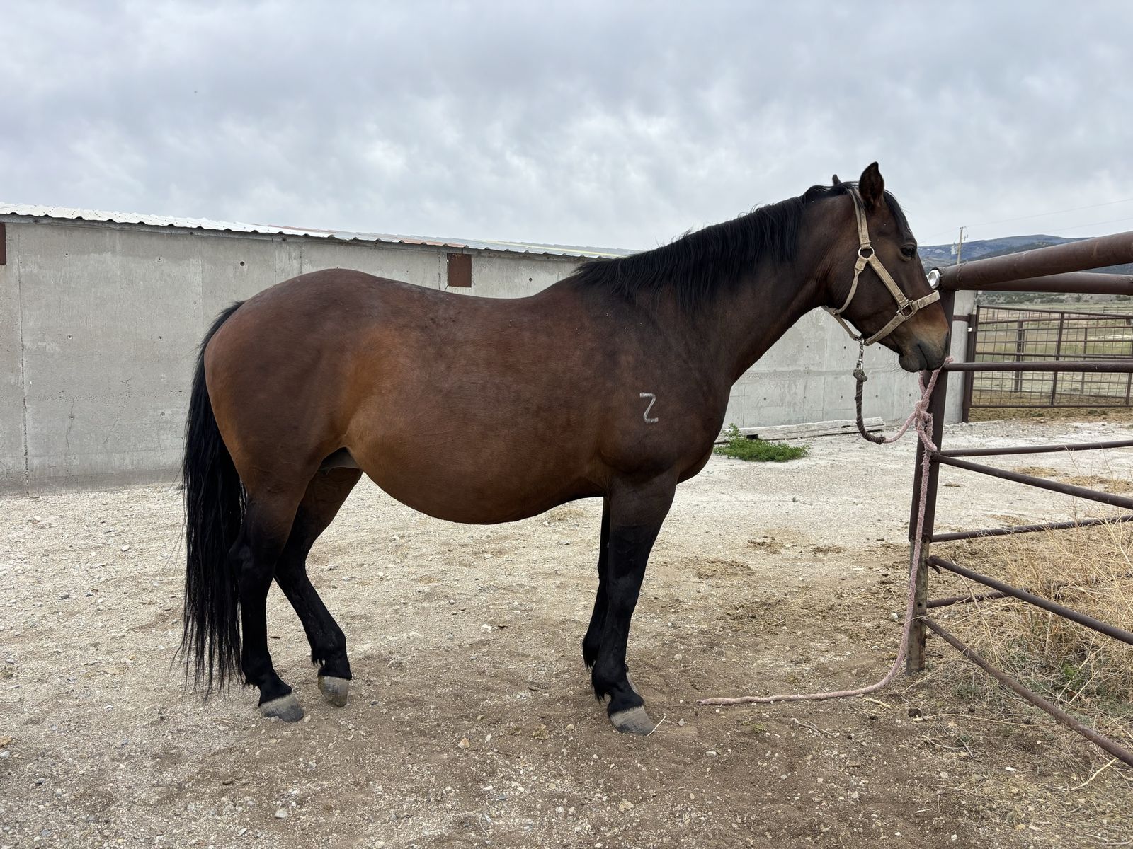 7 year old registered mare