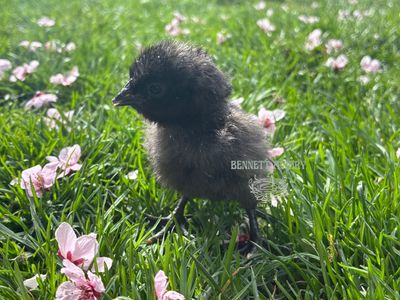 Baby Ayam Cemani Chicks