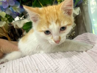 Beautiful kittens 8weeks