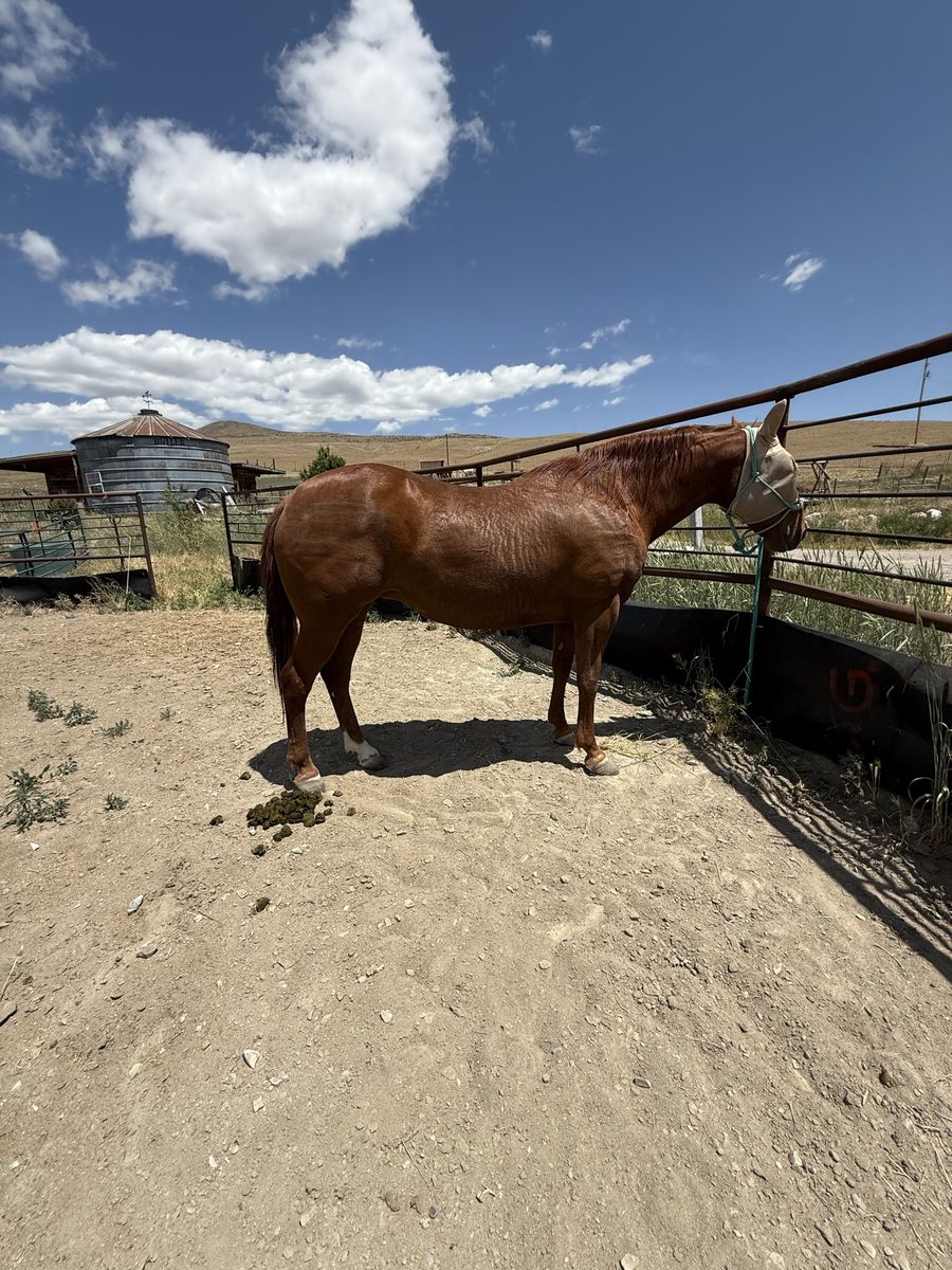 2013 AQHA Mare