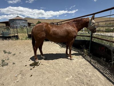 2013 AQHA Mare