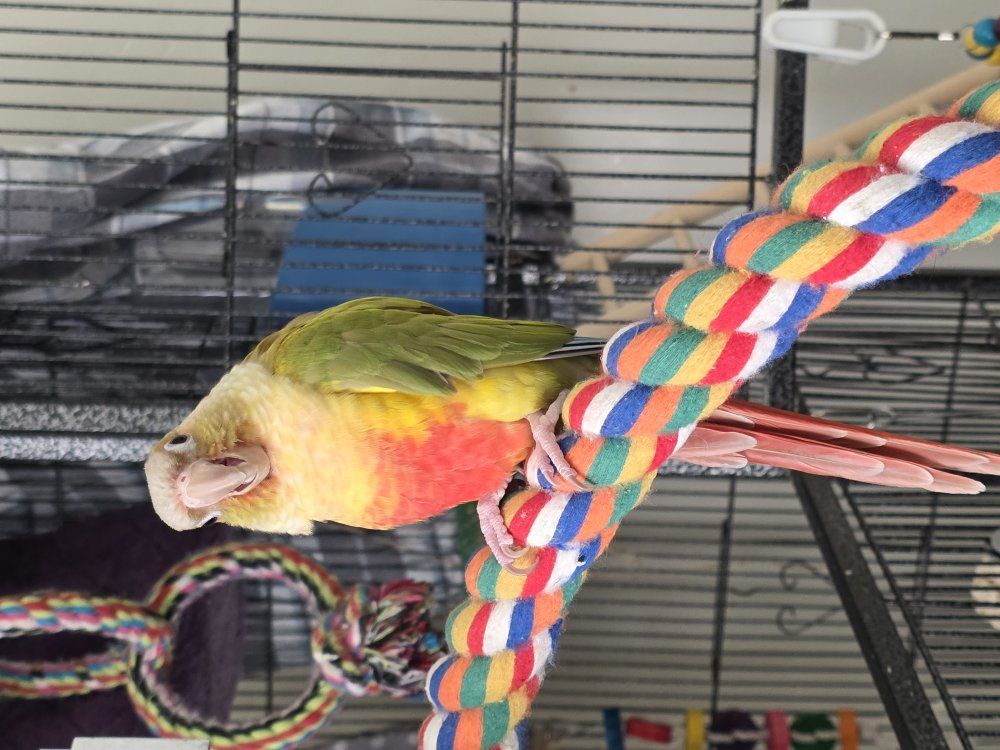 Free Green Cheek conure