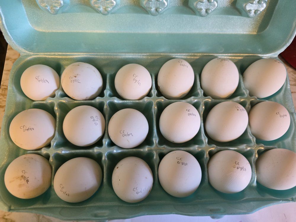 candy corn polish hatching eggs