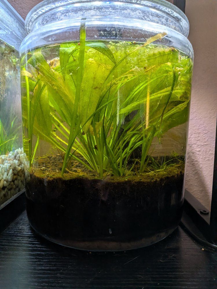 Aquarium Live Aquatic Plants in Glass Jar Eco-Jar Setup walstad bowl five gallon