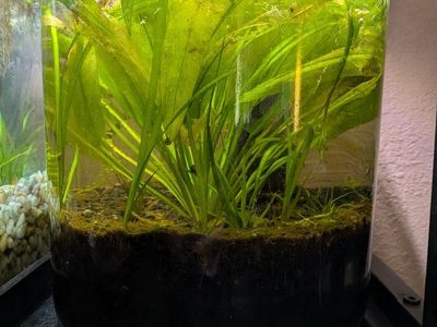 Aquarium Live Aquatic Plants in Glass Jar Eco-Jar Setup walstad bowl five gallon
