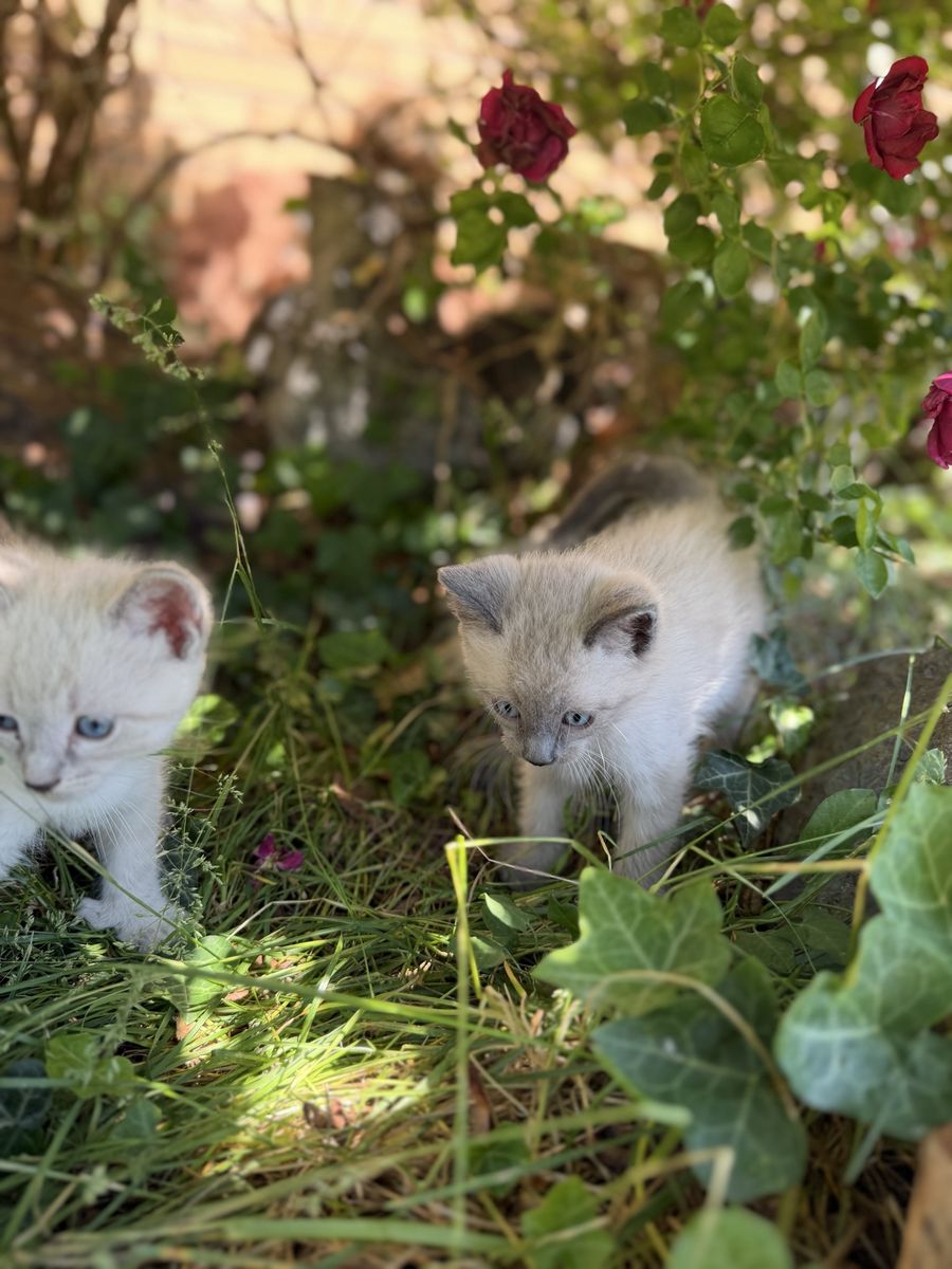 Kittens