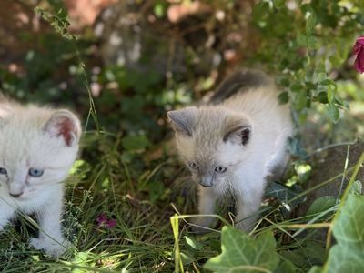 Kittens