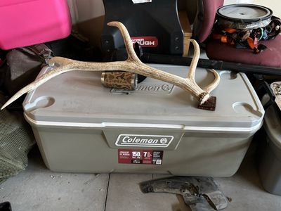 Coleman Cooler