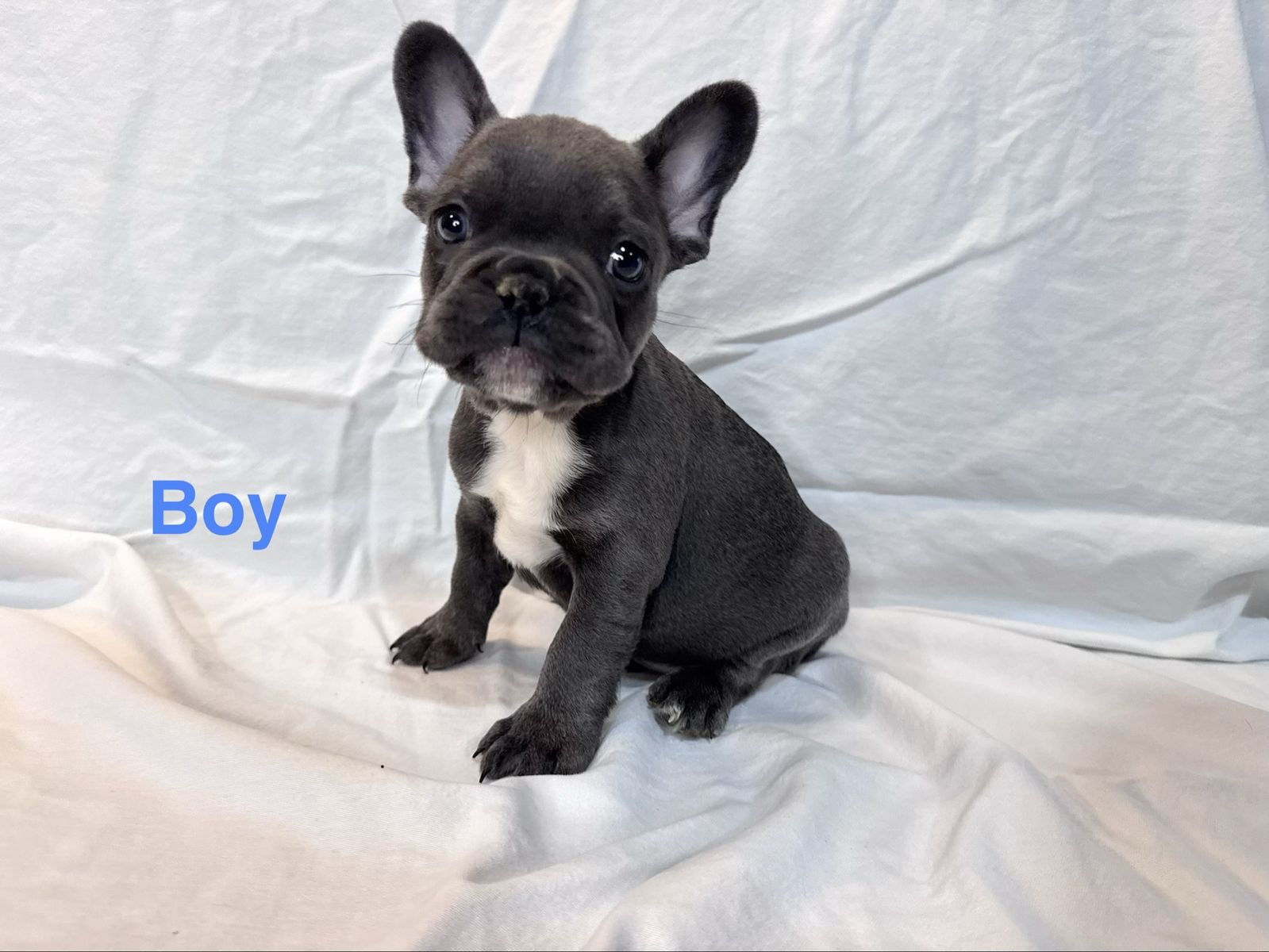 AKC French Bulldog Puppies