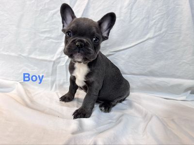 AKC French Bulldog Puppies