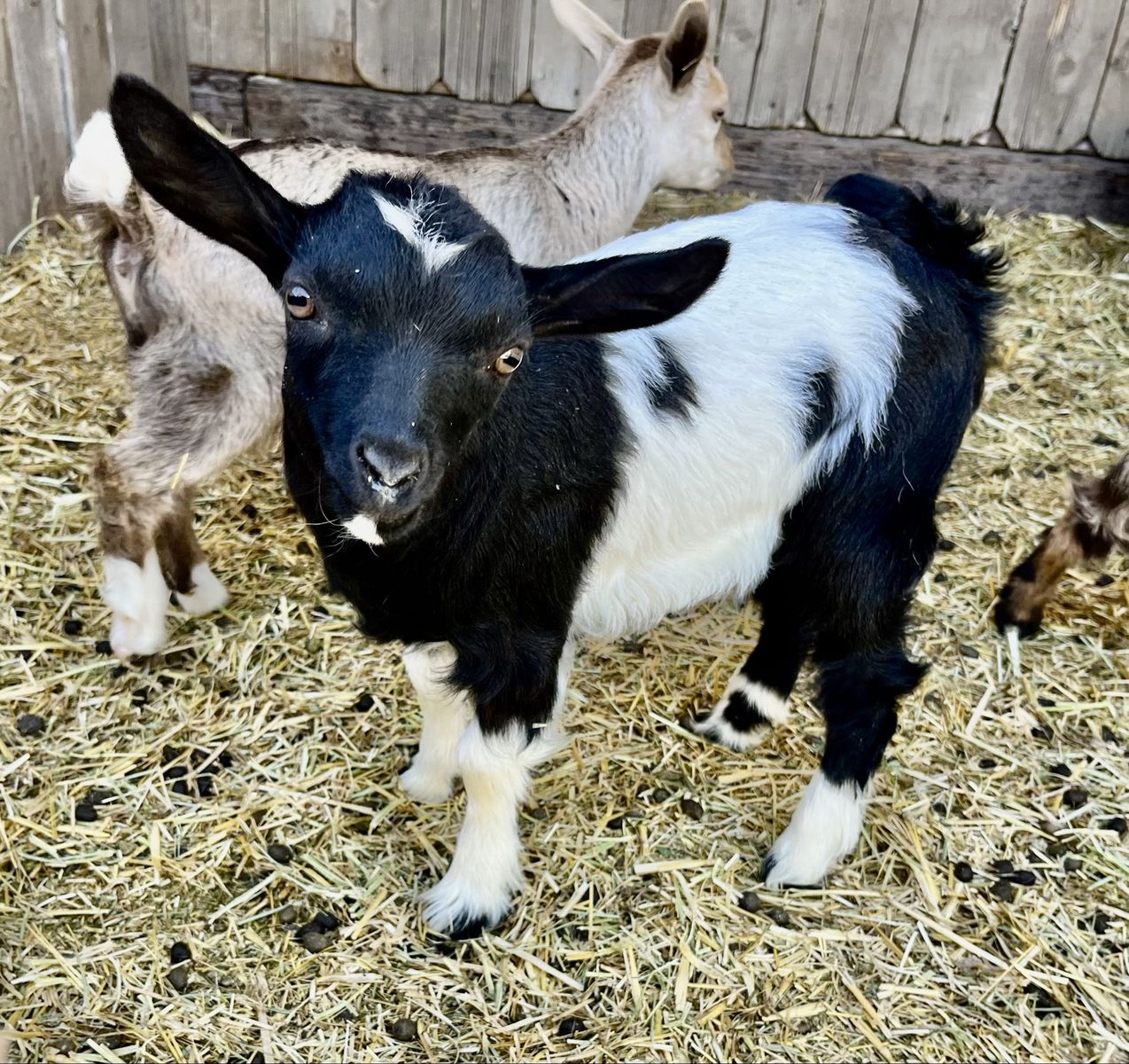 Myotonic Fainting Goats