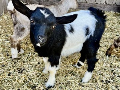 Myotonic Fainting Goats