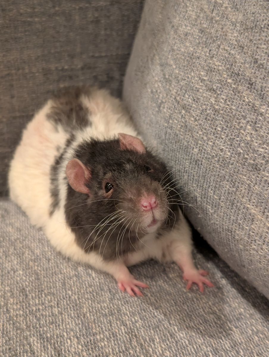 Male rat needs a home