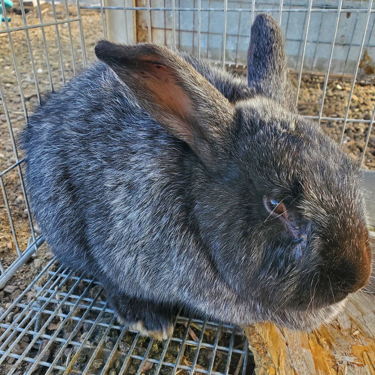 Male Silver Fox Rabbits