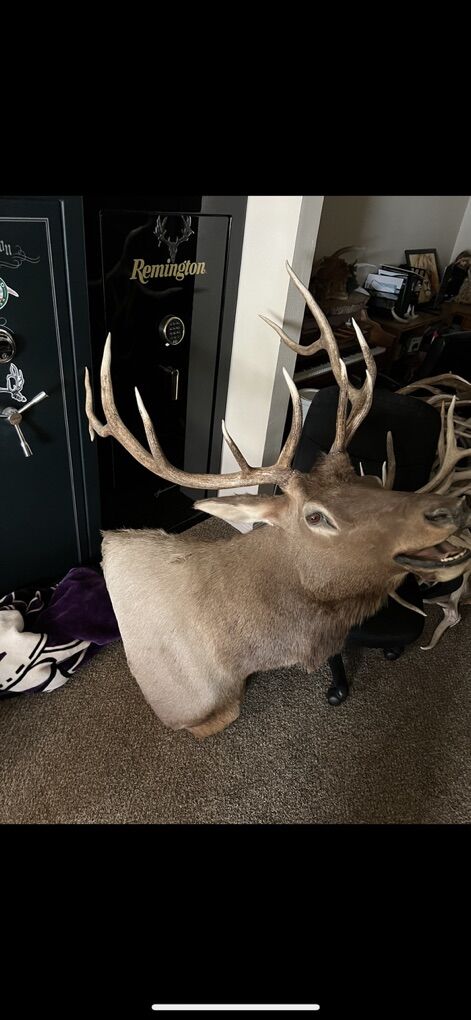 Elk Mount
