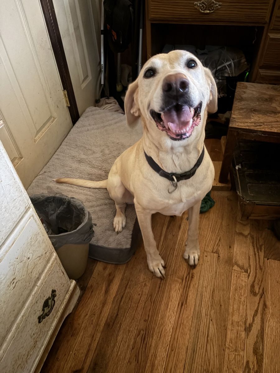 5 year old female German Shorthair/Lab mix