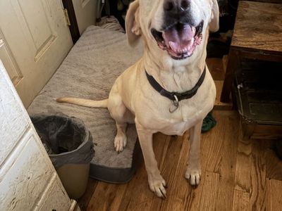 5 year old female German Shorthair/Lab mix