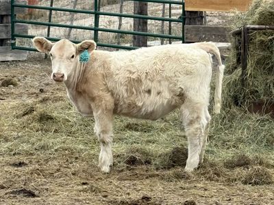 Mid-Mini Roan Heifer