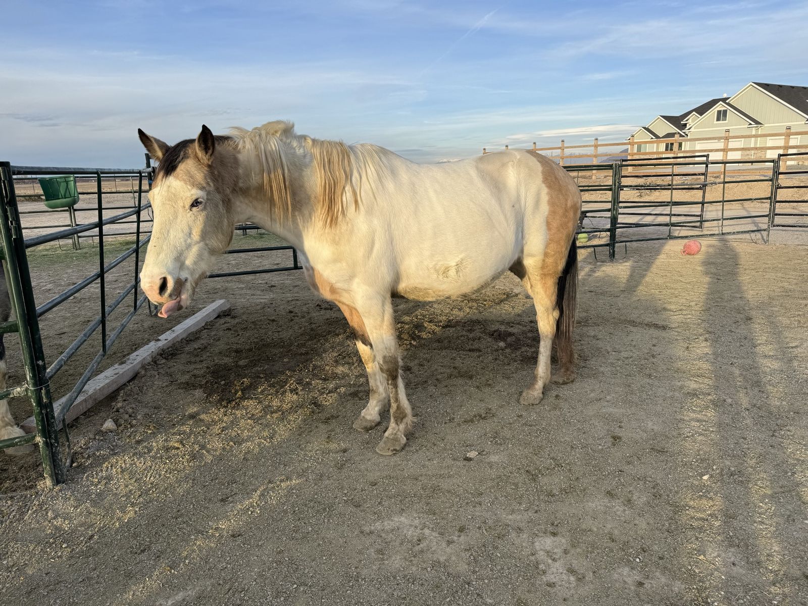 Grade Paint Broodmare 15h