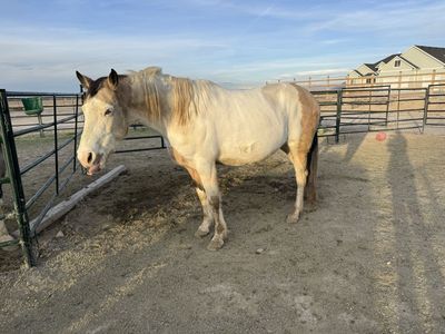 Grade Paint Broodmare 15h