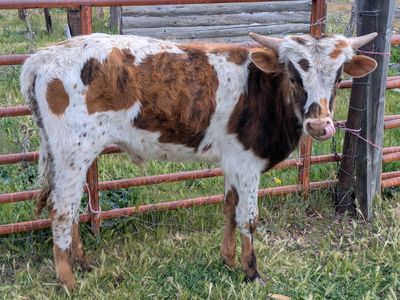 Longhorn Bull Calves