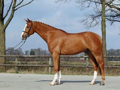 2017 chestnut Dutch Warmblood gelding