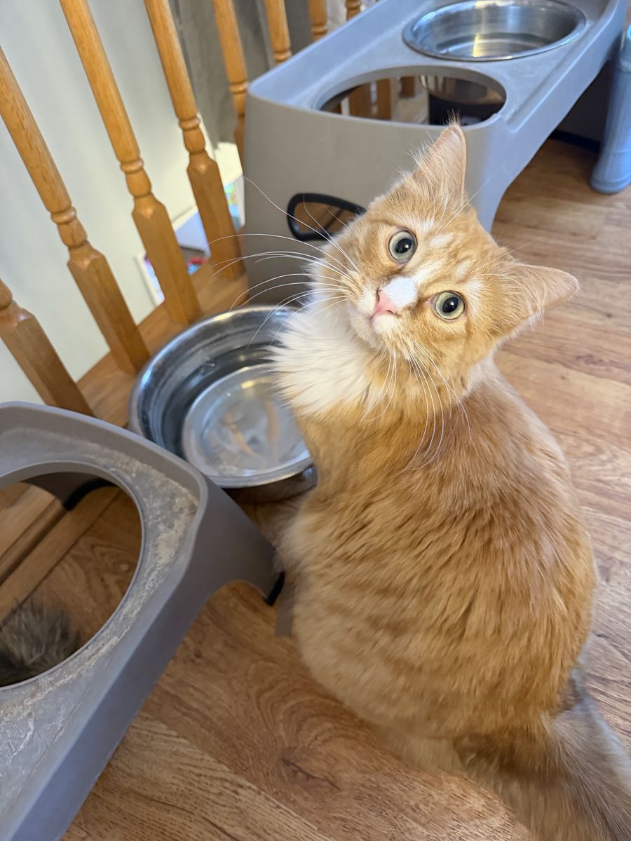 Female Orange Tabby Cat - 1 y.o.