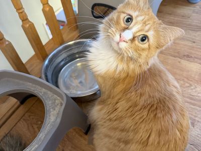 Female Orange Tabby Cat - 1 y.o.