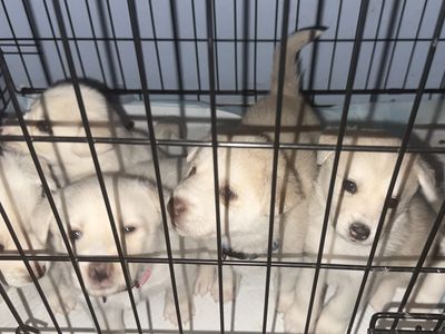 Husky mix Puppies