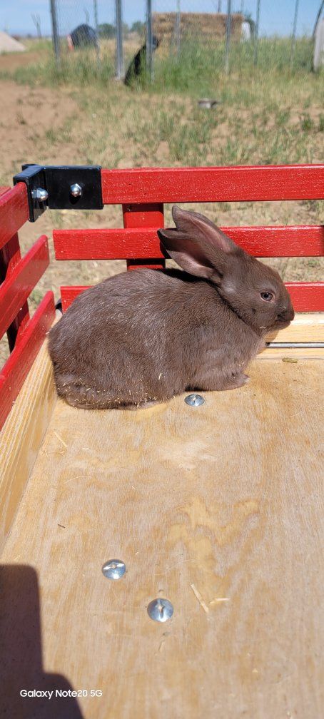 New Zealand Meat Rabbits & Breeders
