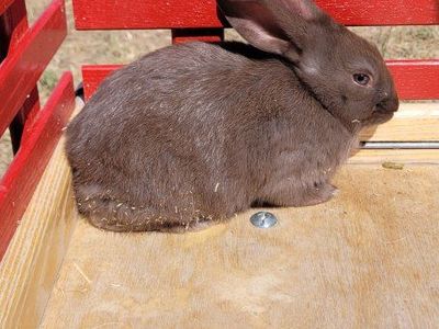 New Zealand Meat Rabbits & Breeders
