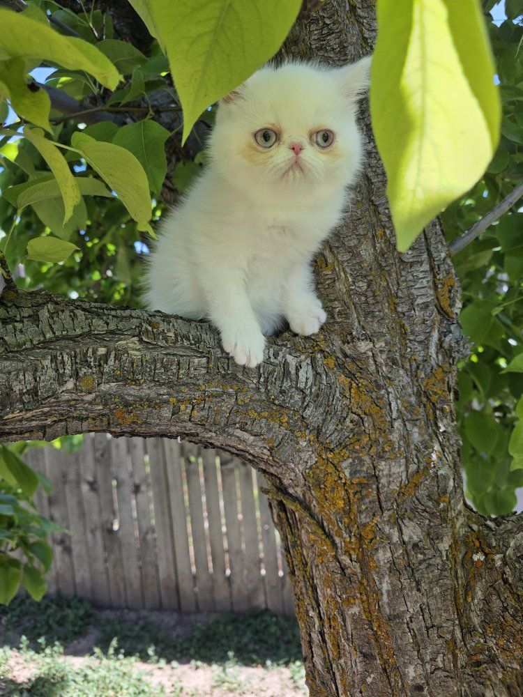 Exotic Purebred Persian kitten (female)