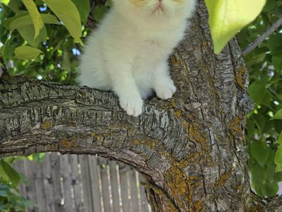 Exotic Purebred Persian kitten (female)