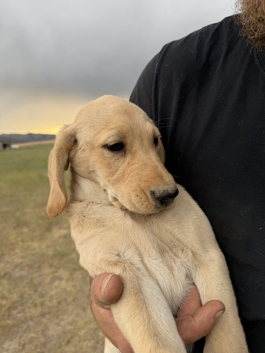 Goldendoodle Lab Puppies