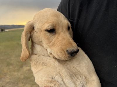 Goldendoodle Lab Puppies