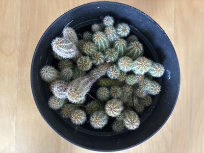 Cactus plant