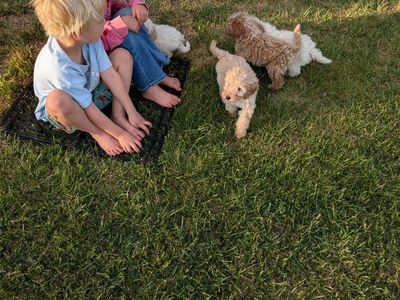 Goldendoodle puppies loyal and intelligent - kennel trained